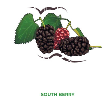 B3 South Berry 50 