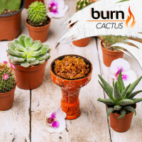 Burn Cactus -      100 